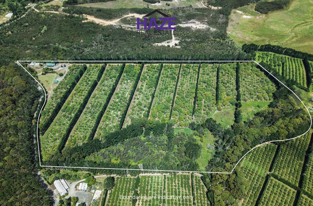 Orchard Life, Coastal Living!